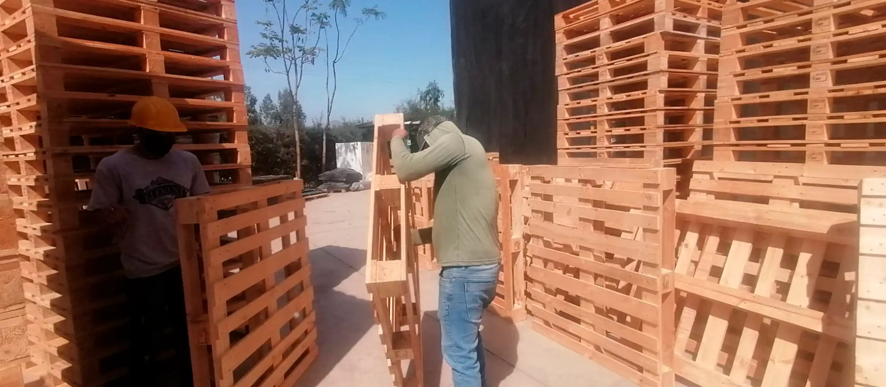 Parihuelas en planta